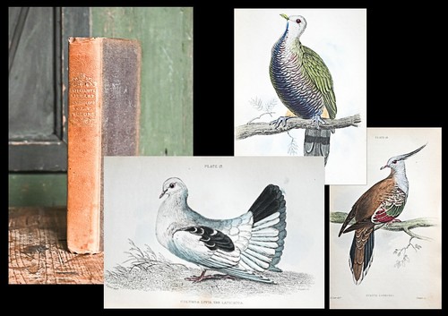 1835 pigeons tauben - 1835,