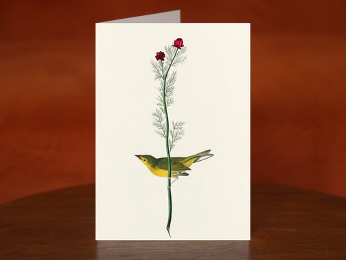 Selby flycatcher - flycatcher,