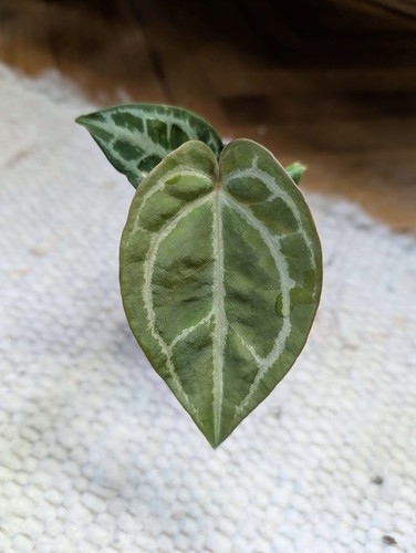 Anthurium selby silver - anthurium,