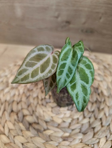 Anthurium selby silver - anthurium,