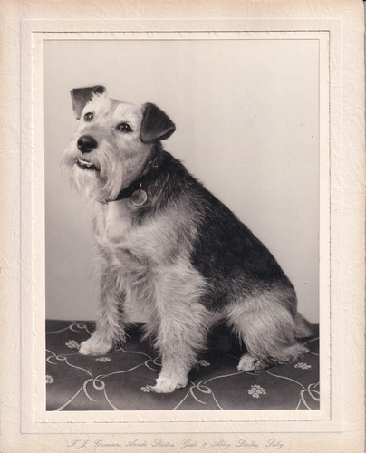 Dog terrier wire fox mid - terrier,